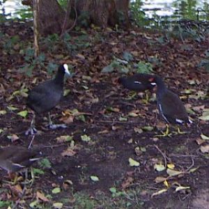 Rallid fight! Eurasian Coot vs. Moorhen