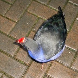 Pukeko (Porphyrio porphyrio melanotis)