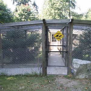 Vancouver Island marmot