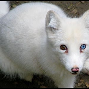 Polar fox with blue eye (ZOO Brno)