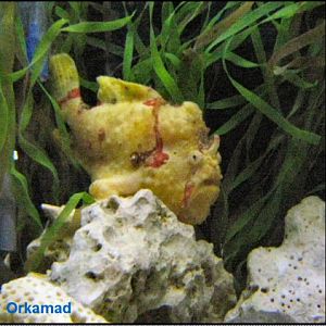 Plymouth Aquarium 2009