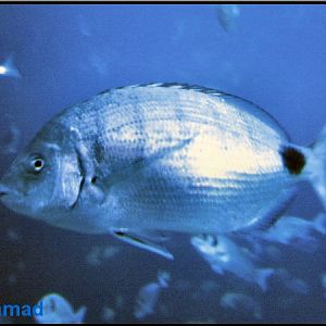 Plymouth Aquarium 2009