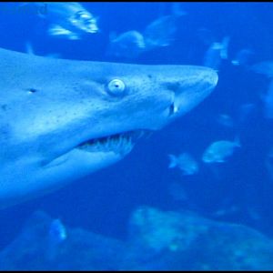 Enzo = Plymouth Aquarium 2009