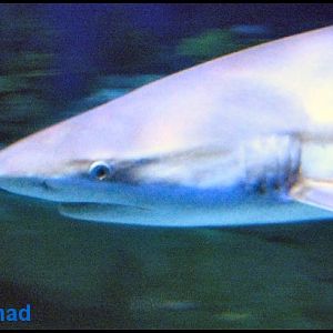 Plymouth Aquarium 2009