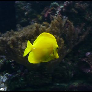 Plymouth Aquarium 2009