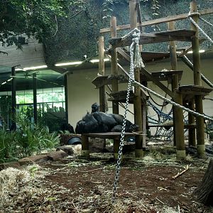 Artis - Gorilla indoor exhibit