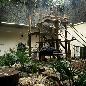 Artis - Gorilla indoor exhibit