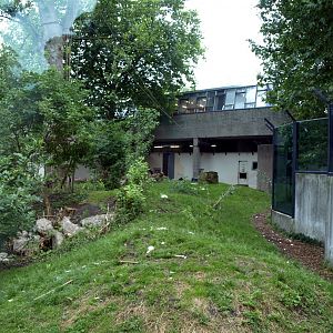 Artis - Gorilla outdoor exhibit