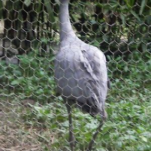 Stanley Crane (Anthropoides paradisea)