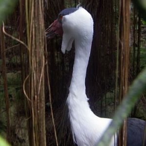 Wattled Crane (Bugeranus carunculatus)