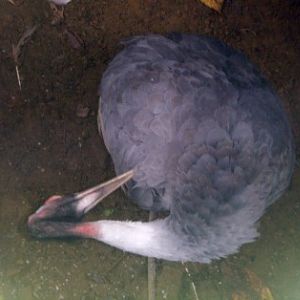 Sarus crane (Grus antigone)