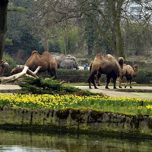 Elephant-Camel-Waterfowl-Panorama