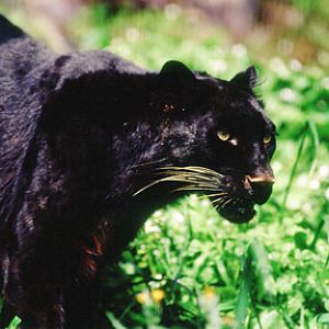 black leopard, Project Survival Cat Haven