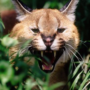 caracal, Project Survival Cat Haven