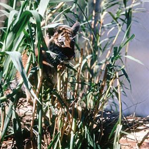 tiger cub, Shambala