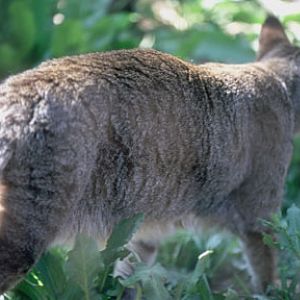 jungle cat, Shambala