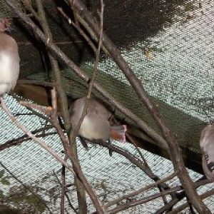 Japanese Waxwings (Bombycilla japonica)