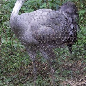 White-necked Crane (Grus monacha)
