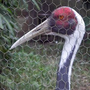 White-naped Crane (Grus vipio)
