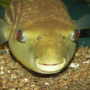 look at this lips:) i would give him a kiss