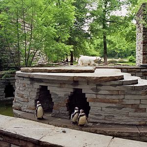 Antonia, the pygmy polar bear and penguins