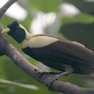 Red bird of paradise
