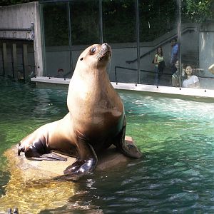 steller sealion (male)