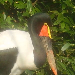 Saddlebill Stork
