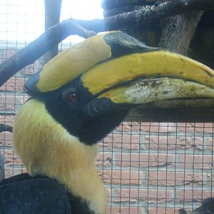 Great Indian Hornbill