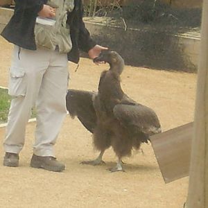 Andean Condor