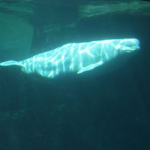 underwater belugas water viewing