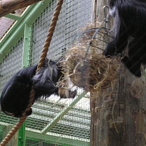 Colobus Monkey Enrichment