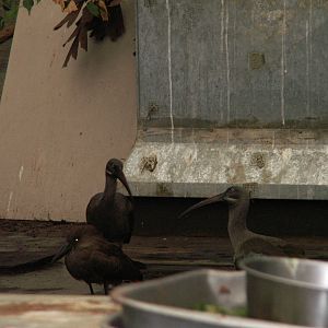 feeding area -birds world