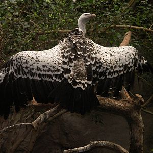 vulture