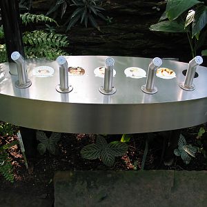 Das Regenwaldhaus (The Rainforest House)