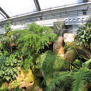 Das Regenwaldhaus (The Rainforest House)