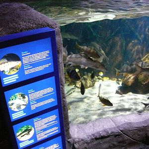 Sea Life Hannover September 2007