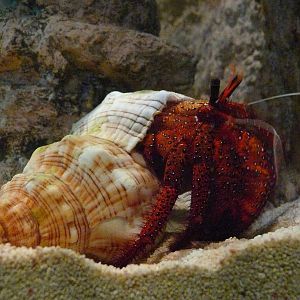 Sea Life Hannover. September 2007