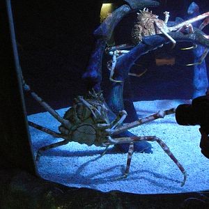 Sea Life Hannover. September 2007