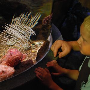 Königswinter Sea Life July 2008