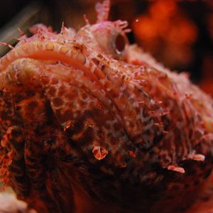 Königswinter Sea Life July 2008