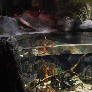 Königswinter Sea Life July 2008