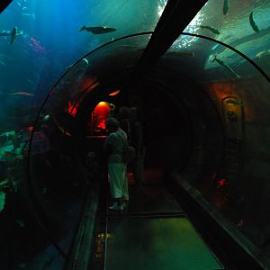 Königswinter Sea Life July 2008