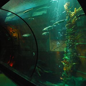 Königswinter Sea Life July 2008