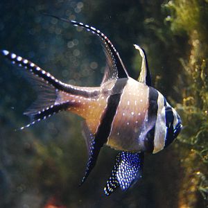 Königswinter Sea Life July 2008