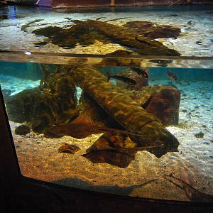 Königswinter Sea Life July 2008