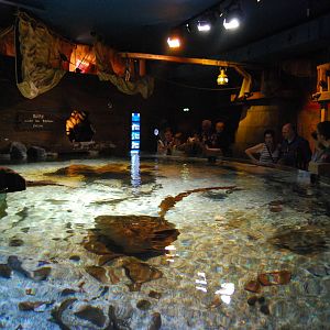 Königswinter Sea Life July 2008