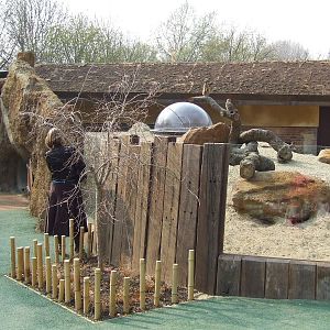 Aardvark and Meerkat mixed exhibit, Root Zone, Ambika Paul Children's Zoo,