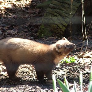 Pine Marten at the Chestnut Centre, March 09