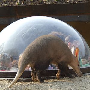 Look the Aardvark!, Root Zone, Ambika Paul Children's Zoo, Animal Adventure